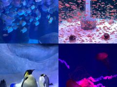 -海合安成都极地海洋公园