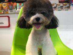 -帕帕拉兹宠物(亚洲旗舰店)