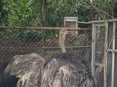 -广州长隆飞鸟乐园
