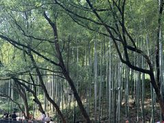 -东明山森林公园