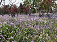 -苏家坨柳林村二月兰花海