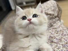 -东方名猫馆·英短金渐层布偶猫舍(环线广场1号楼店)