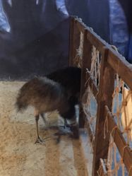 -酷嗒动物文化乐园(cutezoo西溪乐天城店)