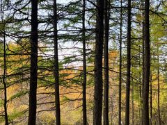 -苏木山森林公园