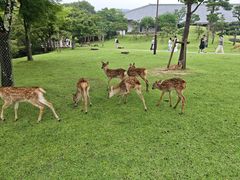 -奈良公园