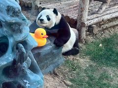 -大连森林动物园