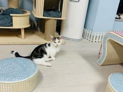-喵百万·布偶·蓝金金渐层英短·猫舍(百子湾店)