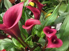 -秦美花卉(天朗·莱茵小城2期店)