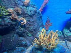 -上海海洋水族馆