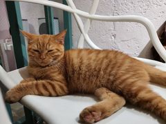 -喵屿·大理花园猫咖