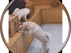 -柴源莊·柴小宠柴犬咖啡