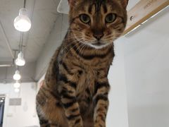 -Heymao猫咖.咖啡厅(东门店)