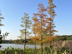 -昆山城市生态森林公园