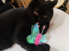 -滚猫咖啡·猫咖·猫友好撸猫(未来城店)
