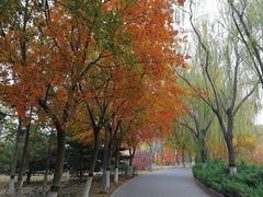 -大兴滨河森林公园