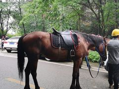 -铁山坪森林公园