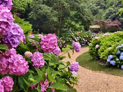 -上海共青森林公园