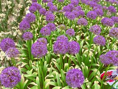 -廊坊文化艺术中心