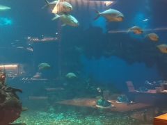 -海棠湾洲际-涛·海底餐厅·美人鱼·自助餐·海底隧道