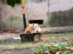 -中山大学学者灵芝(园南路店)