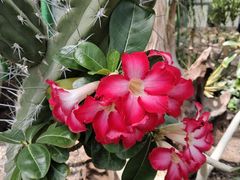 -北京植物园-展览温室