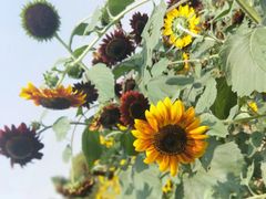 -洪湖湿地生态园