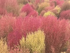 -天津东丽湖风景区