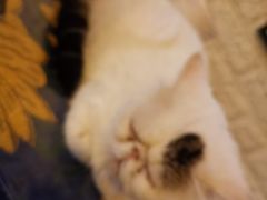 -平行世界·猫咖(首经贸店)