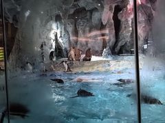 -帝企鹅自助餐厅•儿童岛•真企鹅(长隆企鹅酒店)