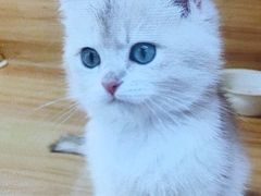 -猫十亿·布偶金渐层·曼基康矮脚猫舍(青年路店)