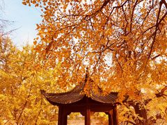 -千年银杏谷文化旅游区