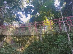 -西双版纳原始森林公园