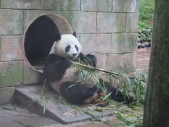 -中国大熊猫保护研究中心雅安碧峰峡基地