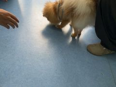-博特宠物医院24h犬猫全科.骨科·异宠