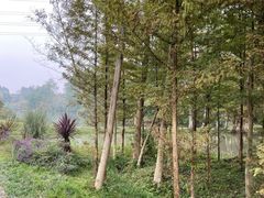 -桤木河湿地公园