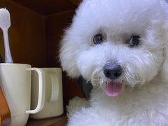 -樱桃家的宠物店(君安花园店)