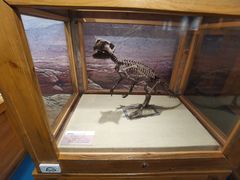 -国家自然博物馆