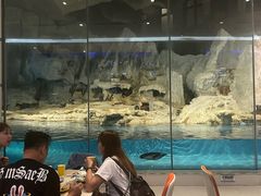 -帝企鹅自助餐厅•儿童岛•真企鹅(长隆企鹅酒店)