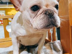 -more than meow吴止猫主题餐厅(承德 中船汇店)