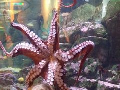 -西雅图水族馆