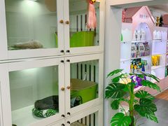 -青奢宠物·青奢猫舍