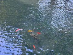 -西湖外事游船(花港观鱼码头)