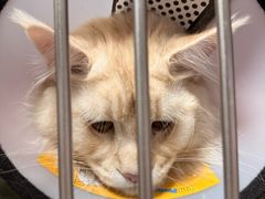 -良伴无忧宠物医院(泰欣嘉园店)