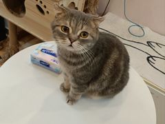 -猫咪派对(江南西店)
