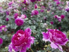 -人民公园(罗湖区)