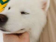 -怪兽屋·羊驼·猫咖·狗咖(俊华广场店)