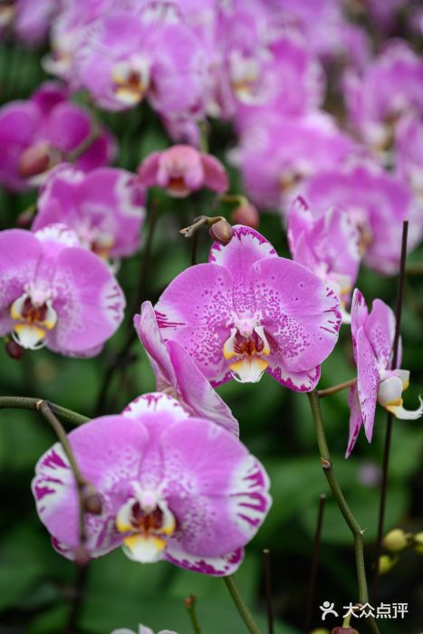 华蓥山天意谷景区图片