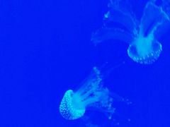 -福州罗源湾海洋世界旅游区