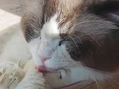 -蓝鲸·缅因猫舍