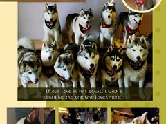 -Husky Go! 哈士奇体验馆·宠物咖啡厅狗咖